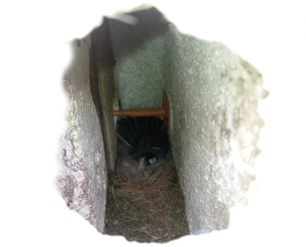 Nest im Spechtloch