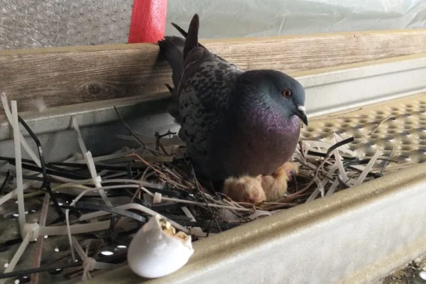 Mount pigeon spikes