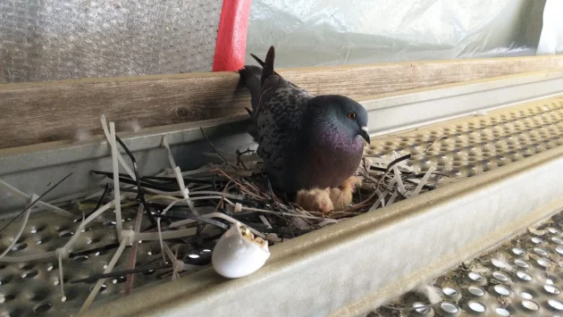 Nach zwei Tagen geschlüpft - Taubenbefall